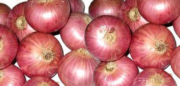 onion 