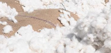 Cotton Fibres